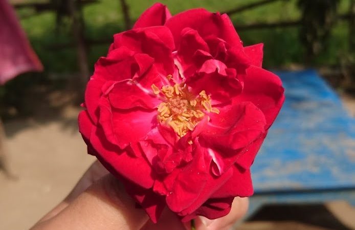 嬌妻筆記 – 3